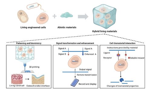 bioactive materials 合成生物学构建下一代诊疗生物材料